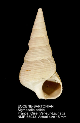 EOCENE-BARTONIAN Sigmesalia solida.jpg - EOCENE-BARTONIANSigmesalia solida(Deshayes,1861)